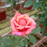 Japanese Rose 'Miyabi' Blooming » Rose Plants
