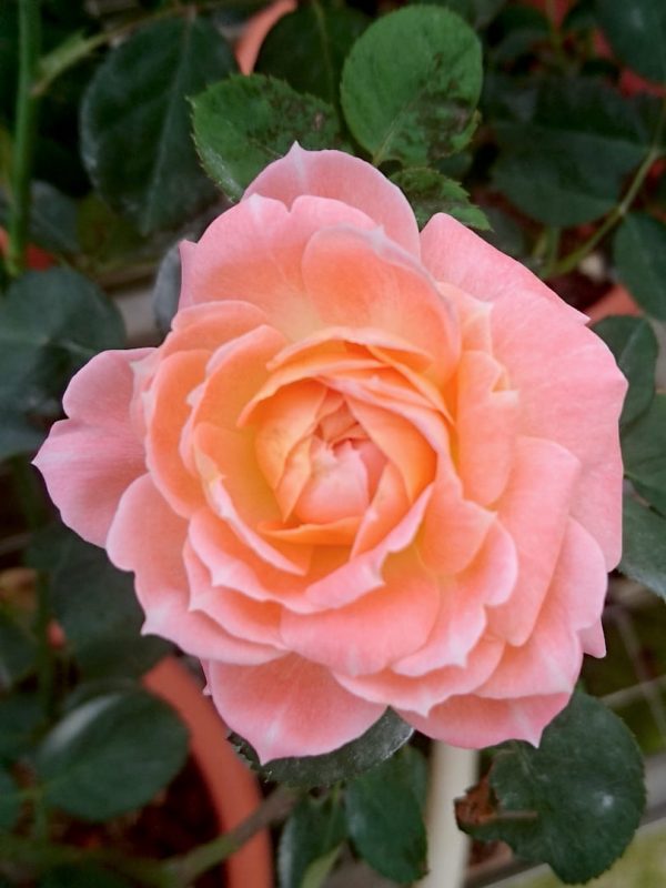 Mon Chou Chou Rose Rose Plants Teo Joo Guan