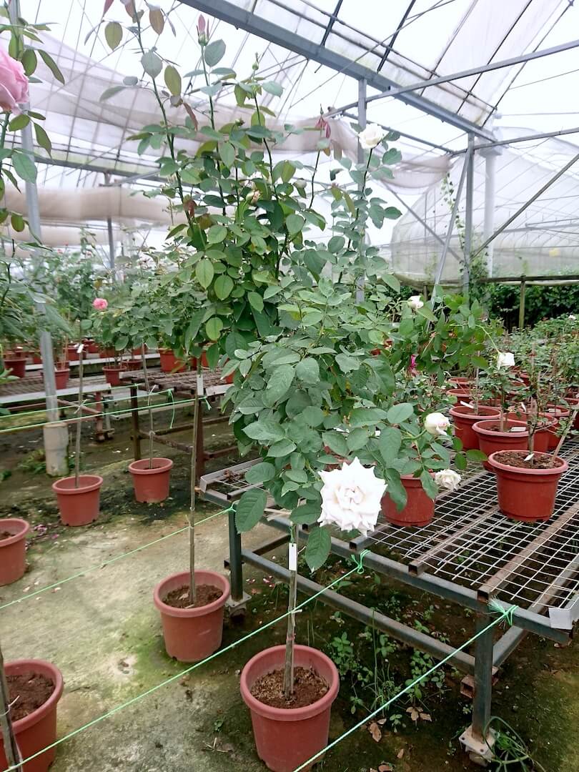 'Moonstone' Rose Tree