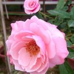 ‘Our Lady of Guadalupe’ (OLOG) Rose