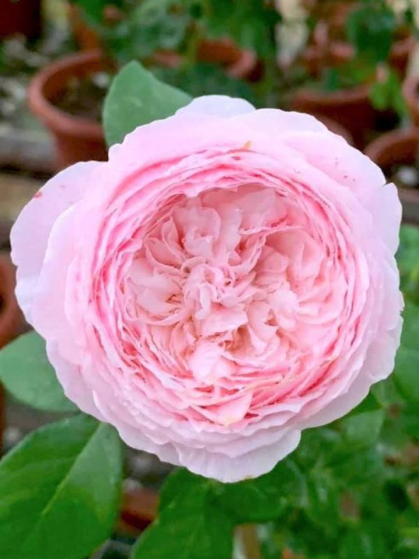'Pink Charm' Rose » Rose Plants