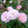 'Pink Summer Snow' Roses » Rose Plants