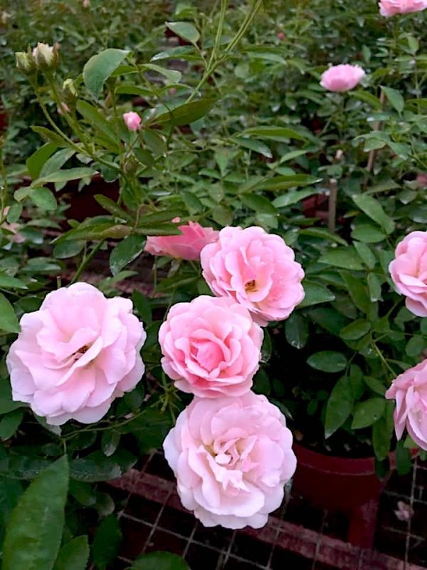 Rosa 'Pink Summer Snow' Pink » Rose Plants