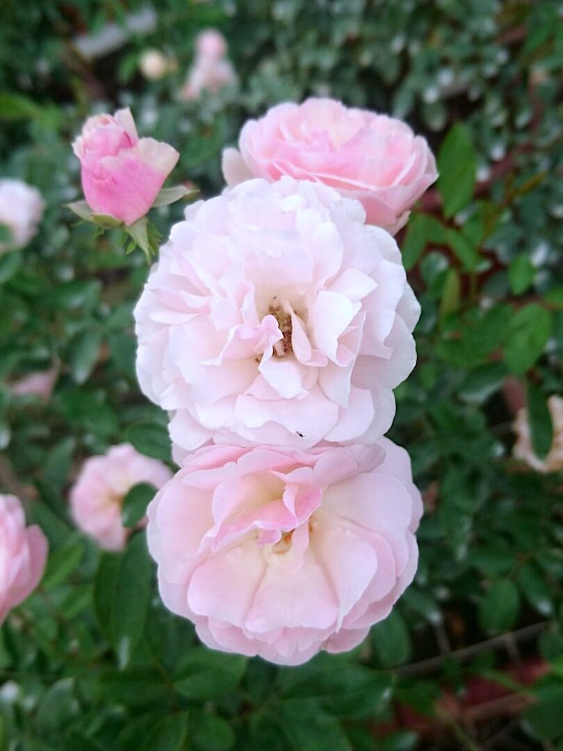 'Pink Summer Snow' Roses » Rose Plants 'Pink Summer Snow' Roses » Rose Plants