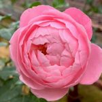 Japanese Rose 'Plume' » Rose Plants