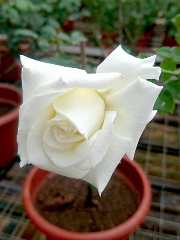 Rosa 'Pope John Paul II' » Rose Plants