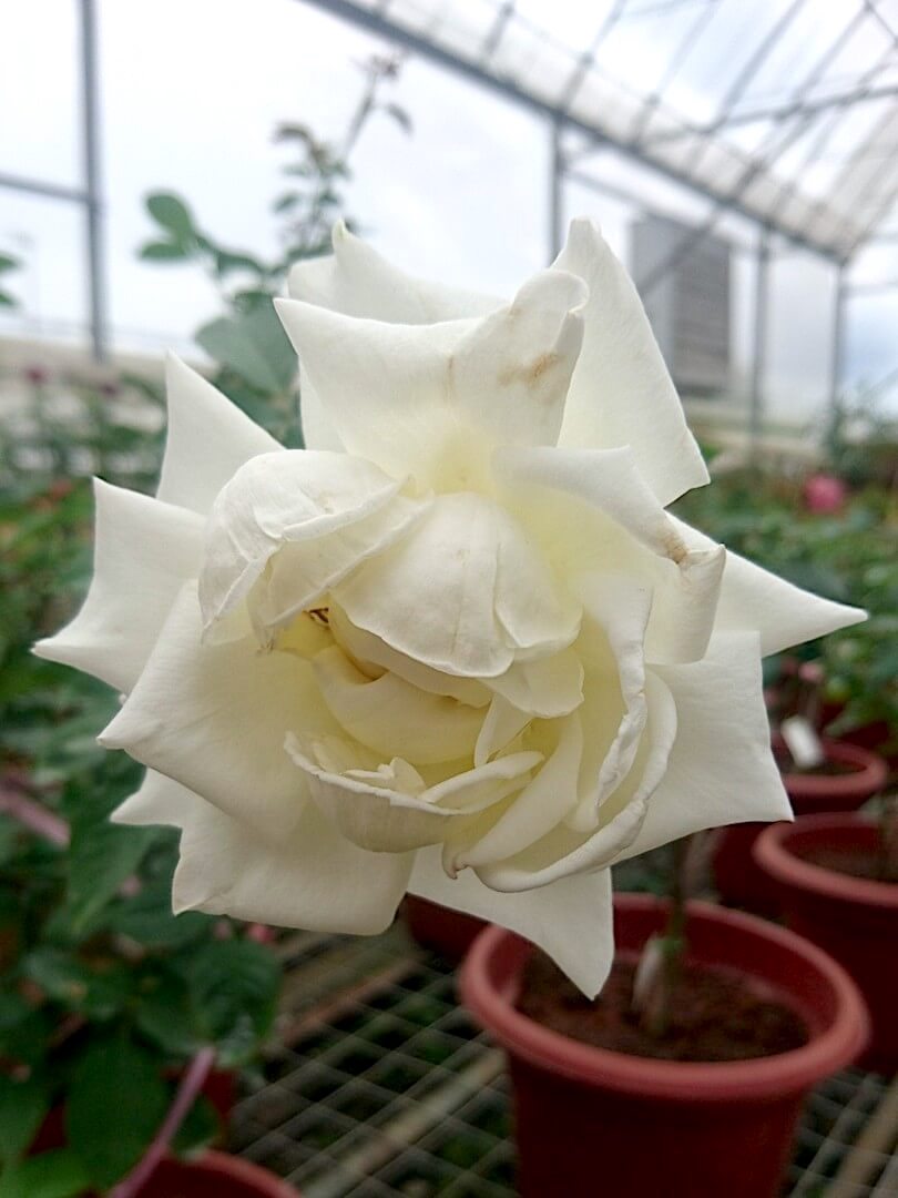 Rosa 'Pope John Paul II' » Rose Plants