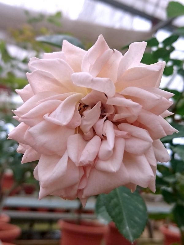 'Psyche' Rose » Rose Plants