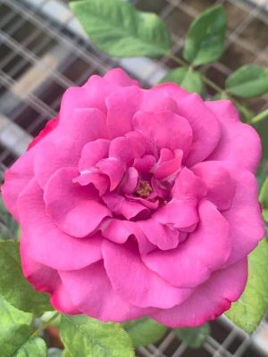 ‘Purple Cashmere’ Rose