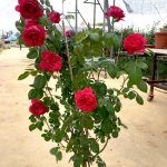 'Red Eden' Rose Plant » Rose Plants