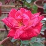 ‘Red Intuition’ Rose