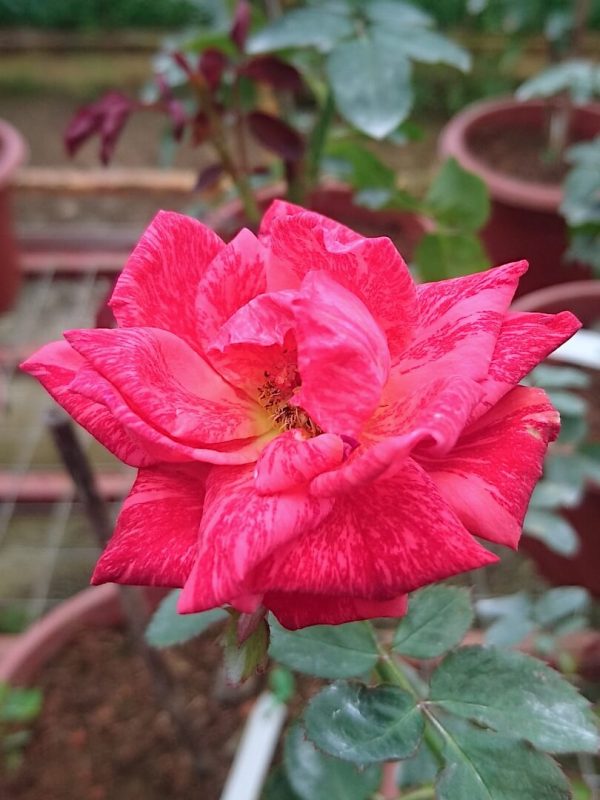 Rosa 'Red Intuition' » Rose Plants