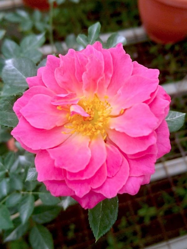 Japanese Rose 'Robe à la Française' » Rose Plants