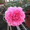 Rosa 'Sister Elizabeth' » Rose Plants