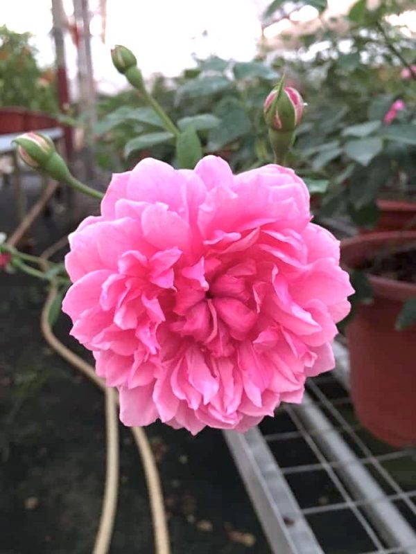 Rosa 'Sister Elizabeth' » Rose Plants