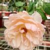 Rosa 'Sonia Rykiel' » Rose Plants
