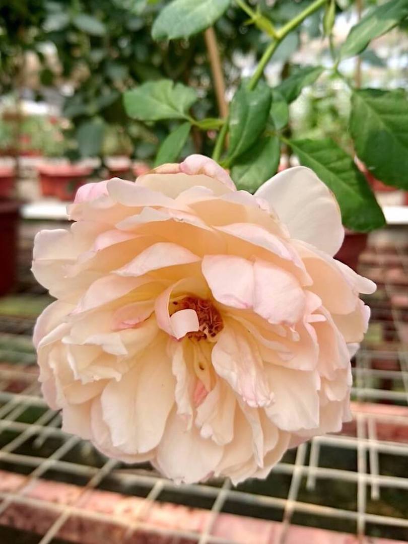 Rosa 'Sonia Rykiel' » Rose Plants