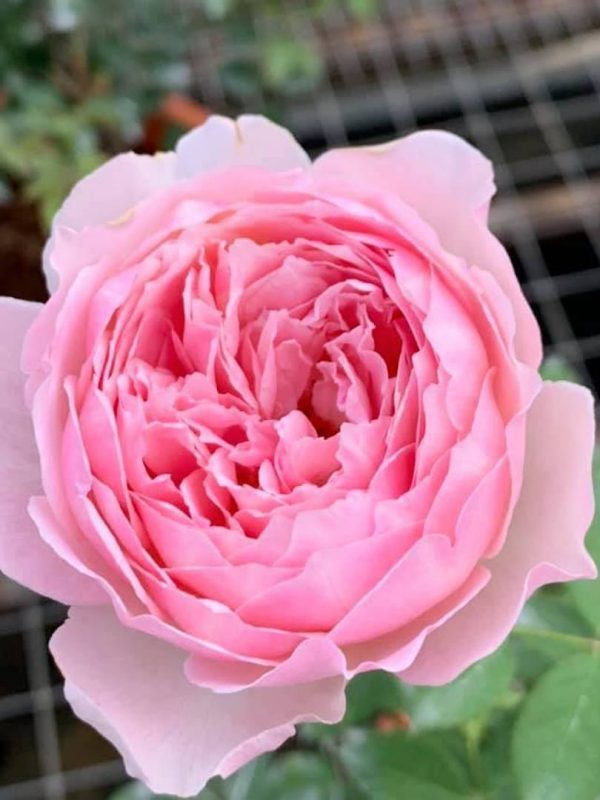 Japanese Rose 'Sucre' » Rose Plants