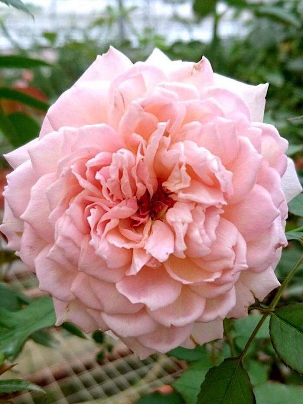 Japanese Rose 'Sucre' » Rose Plants
