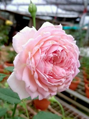 ‘Sucre’ Rose