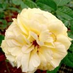 Rosa 'Summertime' » Rose Plants