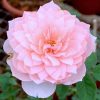 'The Alnwick Rose' / Rosa 'Alnwick Castle' » Rose Plants