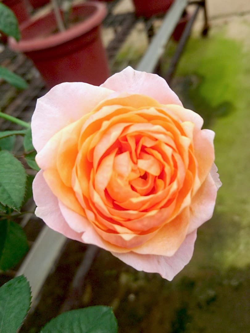 'Vuvuzela' Rose Apricot » Rose Plants