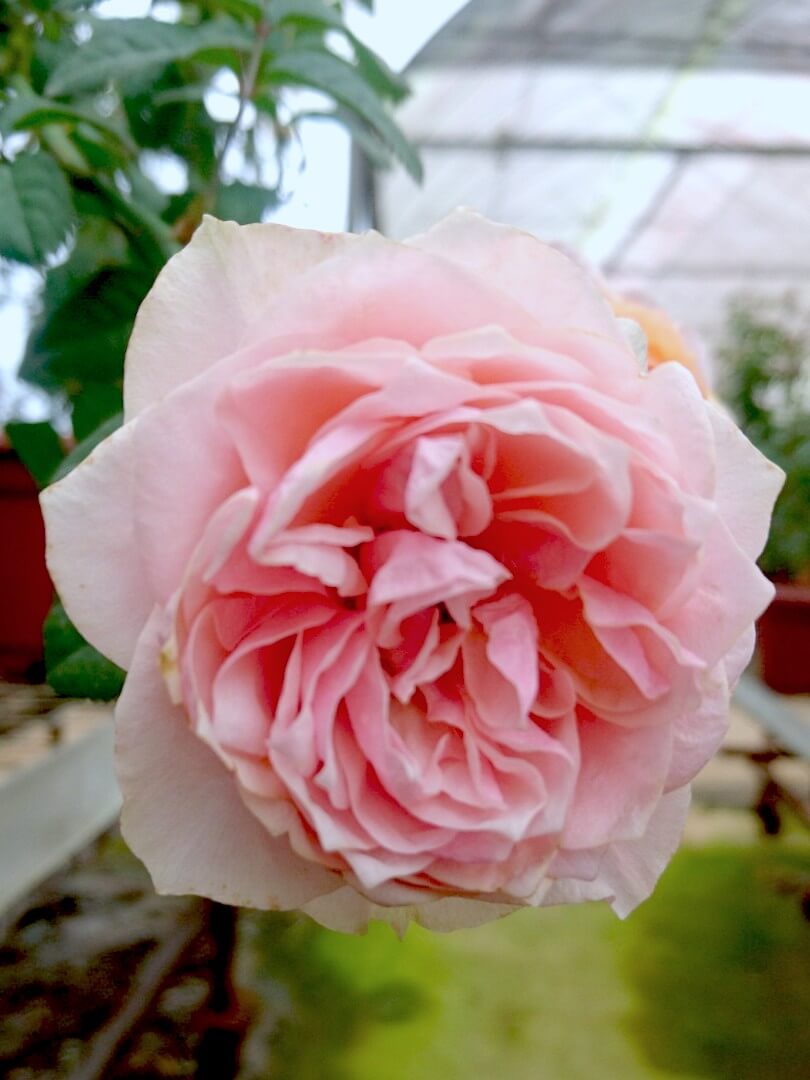 'Vuvuzela' Rose Pink » Rose Plants