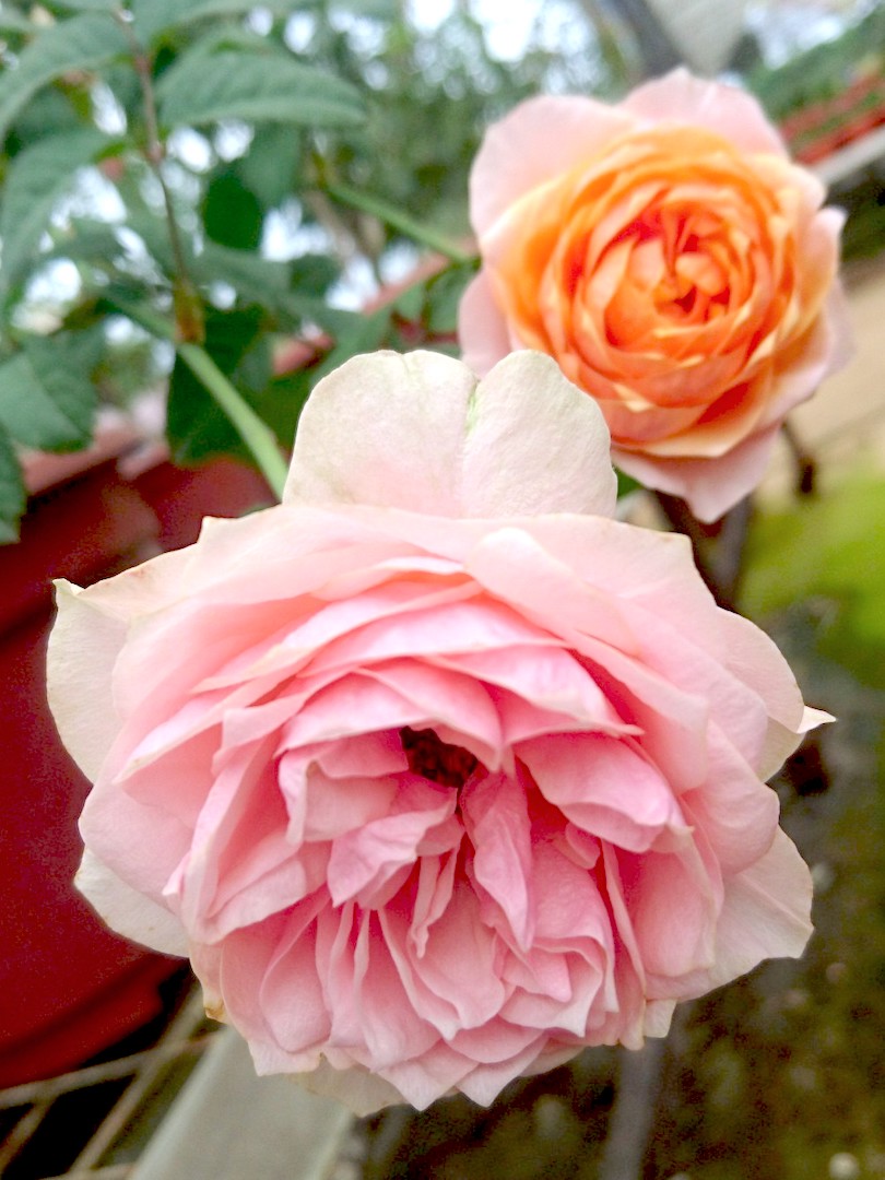 'Vuvuzela' Roses » Rose Plants