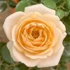 Japanese Rose 'Yui' » Rose Plants