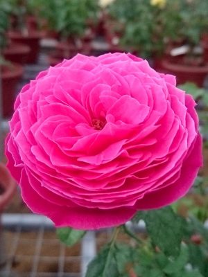 ‘Yuzen’ Rose