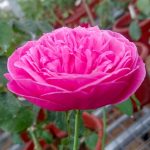 Japanese Rose 'Yuzen' » Rose Plants