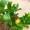 Lime Plant with Fruits - Pot 23 cm (d) » Fruit Trees