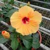 Hibiscus Adonicus Yellow 2 HibisQs® - Adonicus Yellow Hibiscus » Flowering Plants