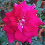 'Arc of Sky' Rose » Rose Plants