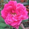 'Artly Close' Rose » Rose Plants