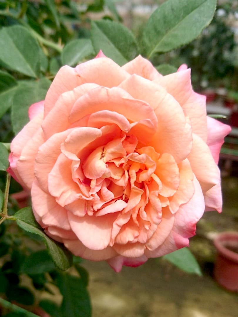 Rosa 'Augusta Luise' » Rose Plants