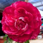 ‘Belle de Segosa’ Rose