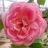 Rosa 'Boscobel' » Rose Plants