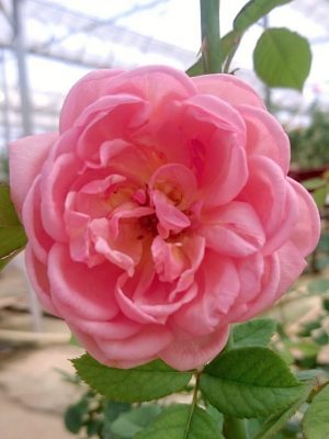‘Boscobel’ Rose