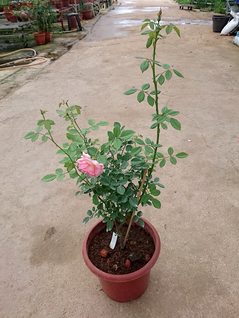 'Boscobel' Rose Plant » Rose Plants