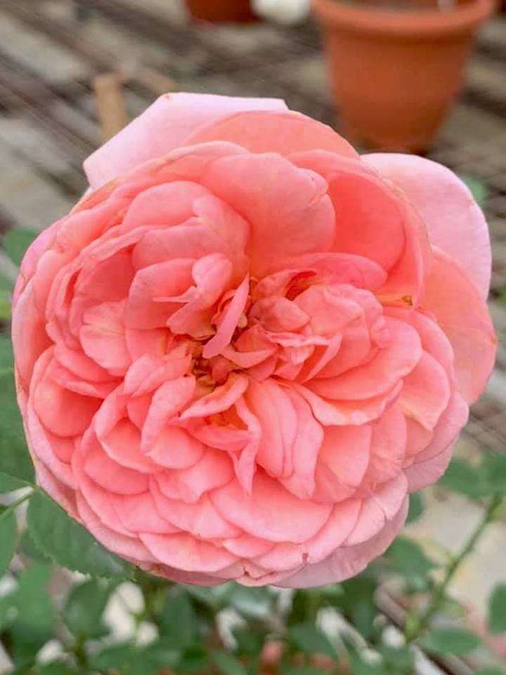 Rosa 'Boscobel' » Rose Plants