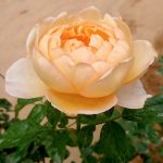 ‘Capri’ Rose