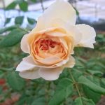 ‘Crocus Rose’