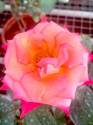 'Dream Come True' Rose » Rose Plants • Teo Joo Guan