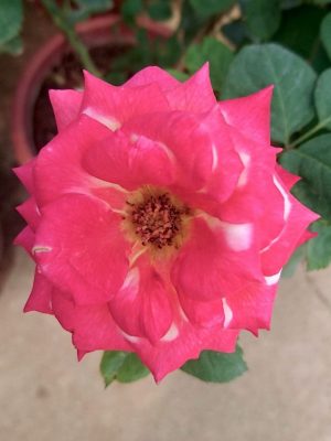 'Dream Come True' Rose » Rose Plants • Teo Joo Guan