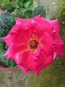 'Dream Come True' Rose » Rose Plants • Teo Joo Guan