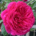 'Eve Wine Cellar' Rose » Rose Plants