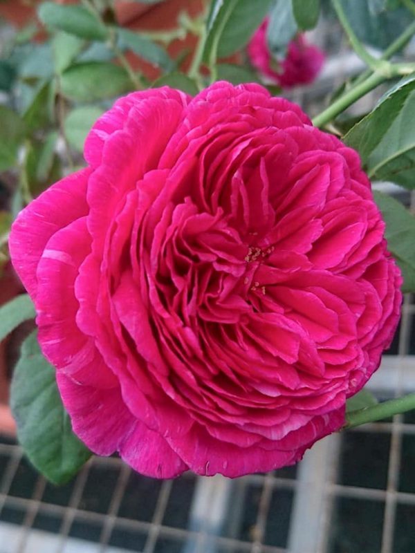 'Eve Wine Cellar' Rose » Rose Plants