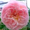 Rosa 'Evelyn' » Rose Plants